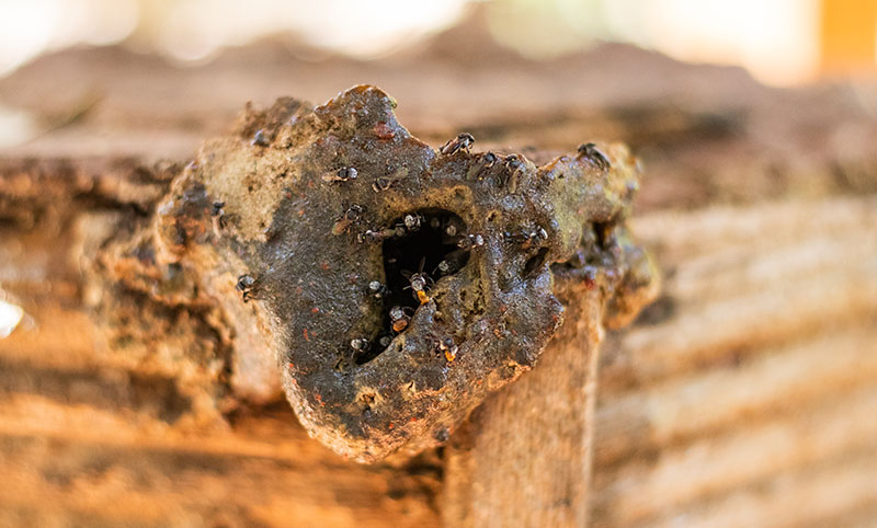 A close-up of a bees nest nestled within a wooden crate