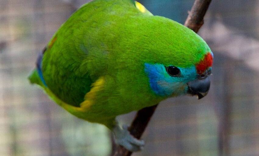 A green parrot with blue patches on its cheeks and a red spot on its forehead perches on a branch.