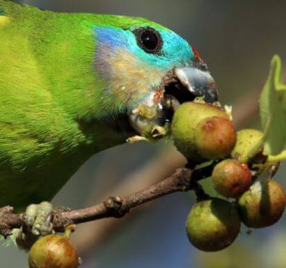 A green parrot with blue markings is eating small green fruits from a branch.