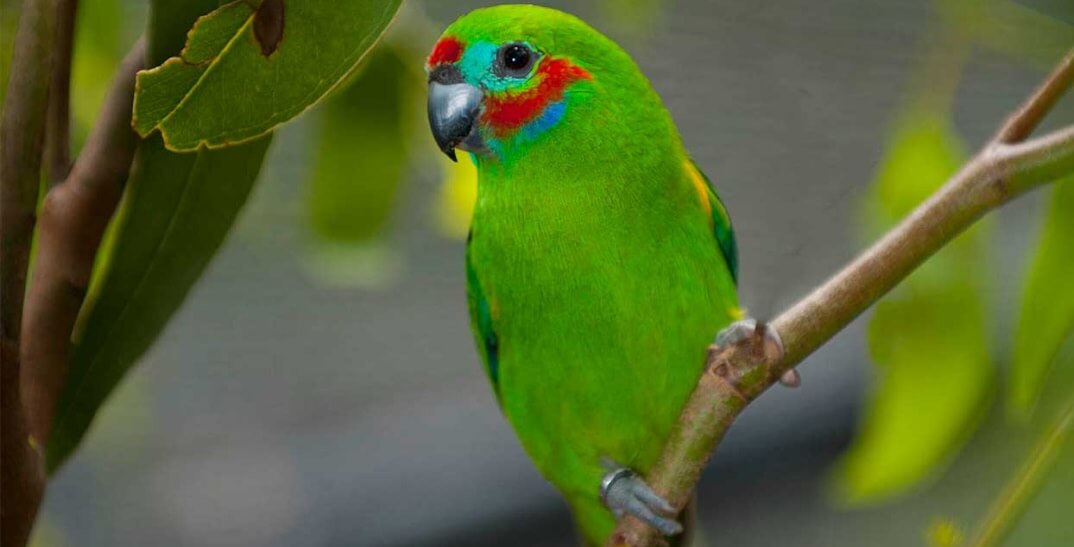 A bright green parrot with red and blue markings on its face perched on a branch among green leaves.