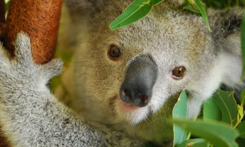 A close-up of a koala holding onto a tree branch, surrounded by green leaves.