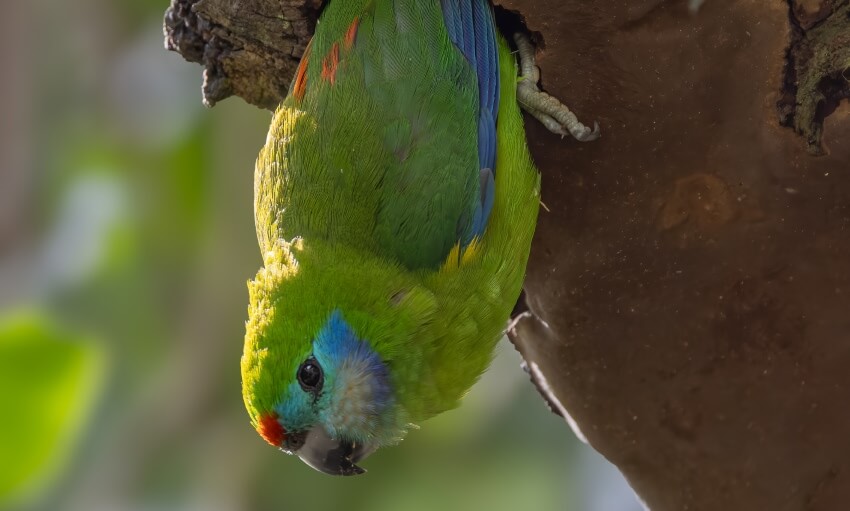A green parrot with blue and red markings hangs upside down from a tree branch.