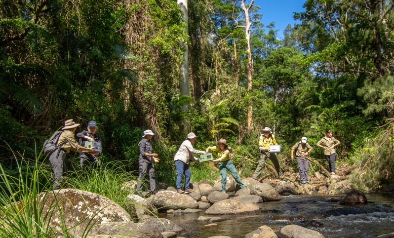A group of people in outdoor clothing carry white boxes and cross a rocky stream surrounded by dense forest under a clear blue sky.