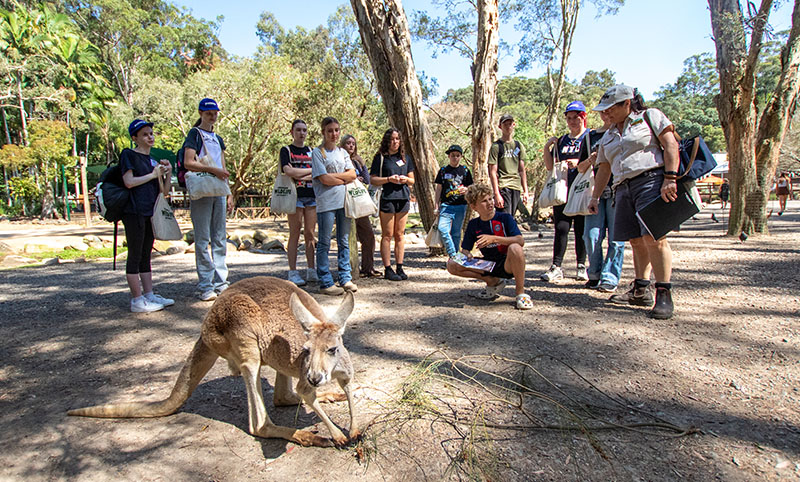 Group of teenagers and teacher observing a kangaroo at a wildlife sanctuary