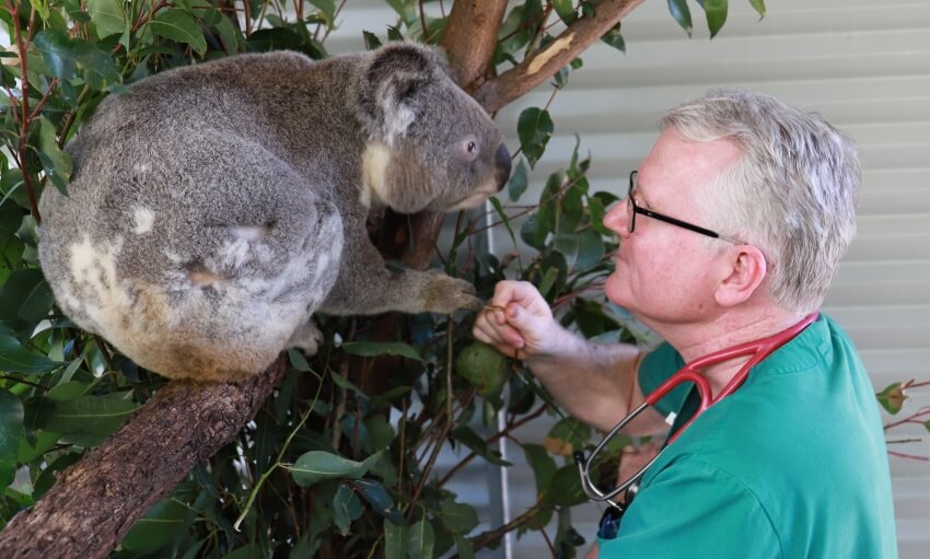 A veterinarian wearing a stethoscope examines a koala perched on a tree branch indoors.