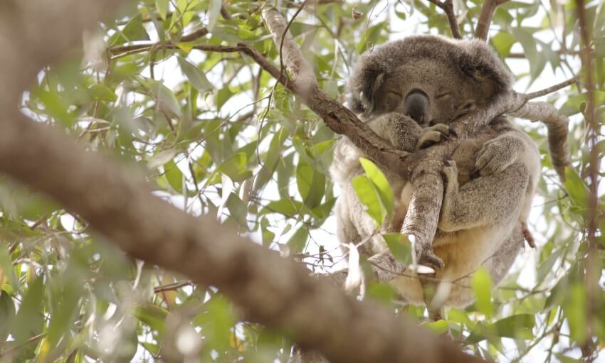 A koala is sleeping while hugging a tree branch, surrounded by green leaves in a sunlit tree.
