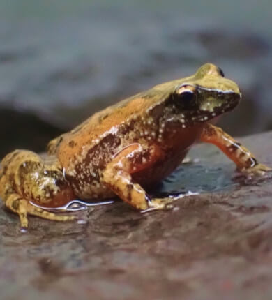 A brown and orange frog with speckled patterns sits on a wet rock, facing slightly to the left.