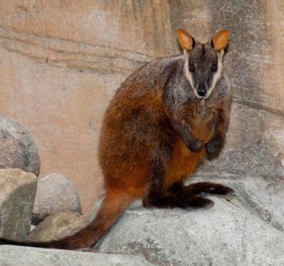 A rock wallaby with brown fur and a long tail is sitting on a rocky surface against a tan stone background.