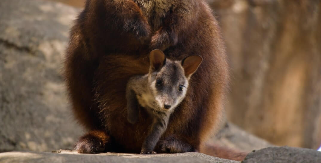 A baby tree kangaroo peeks out from its mothers pouch, both surrounded by rocks in a natural setting.