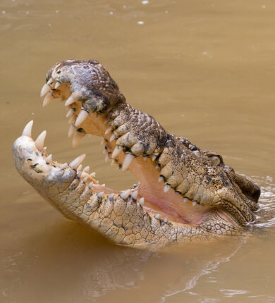 A crocodile partially submerged in murky water with its mouth open, displaying large sharp teeth and textured skin.