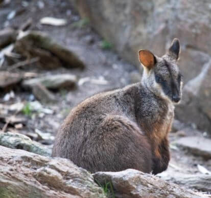A rock wallaby sits on the ground near rocks, looking over its shoulder in a natural outdoor setting.