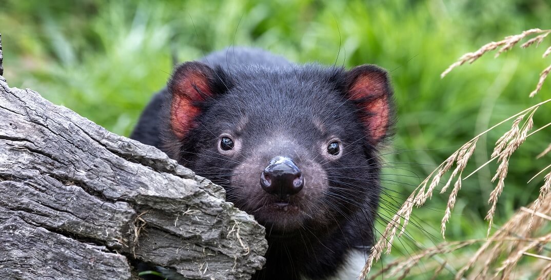 A Tasmanian devil stands behind a piece of weathered wood, facing the camera with greenery in the background.