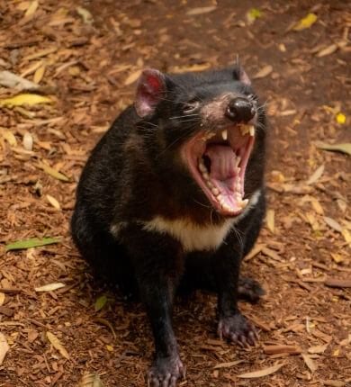 A Tasmanian devil sits on the ground with its mouth wide open, showing its teeth. The surrounding area is covered with dry leaves and wood chips.