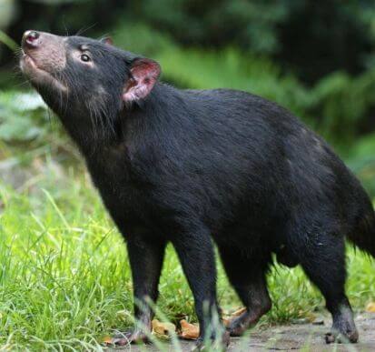 A Tasmanian devil stands on grass, looking upward, surrounded by green plants and foliage.