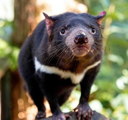 A Tasmanian devil stands on a rock, facing the camera, with green foliage blurred in the background.