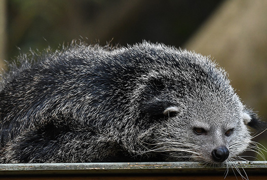 A binturong, also known as a bearcat, lies down with its head resting on a surface, appearing relaxed and sleepy.