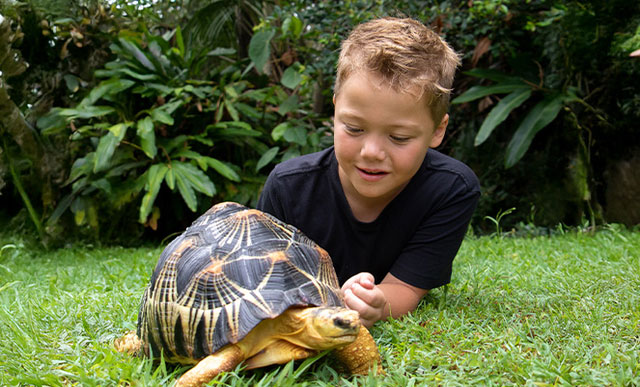 boy on grass with tortoise