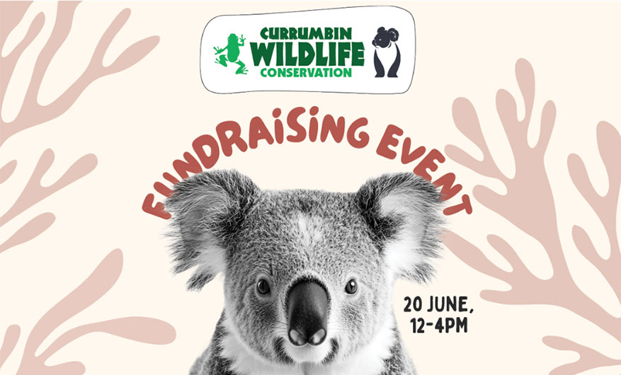 koala peeking up for a conservation fundraising event