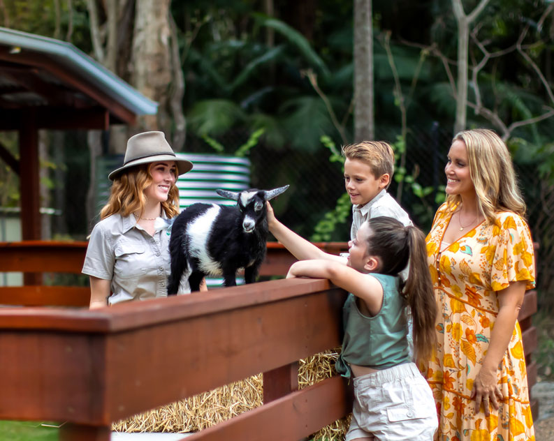 family meet miniature goats