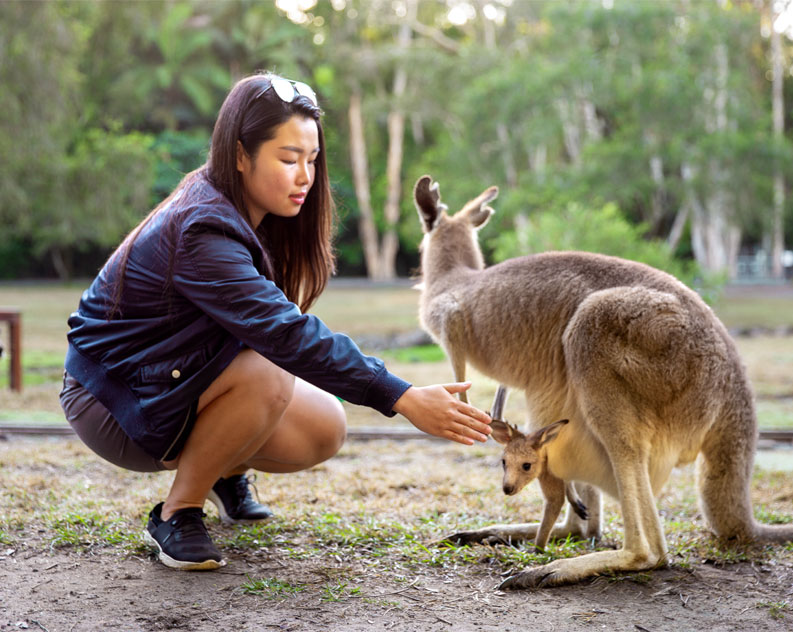 guest meets a kangaroo joey