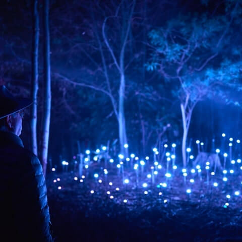 A person in a hat stands in a dark forest at night, looking at many small blue lights scattered on the ground among trees.