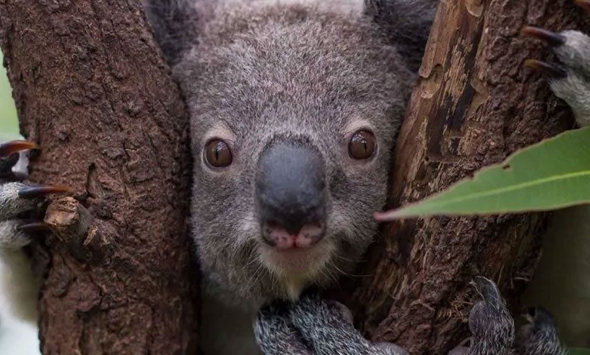 koala peeking through a tree