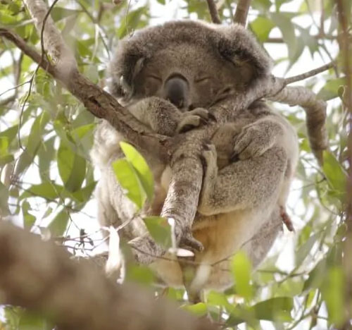 koala sleeps amongst a leafy gum tree