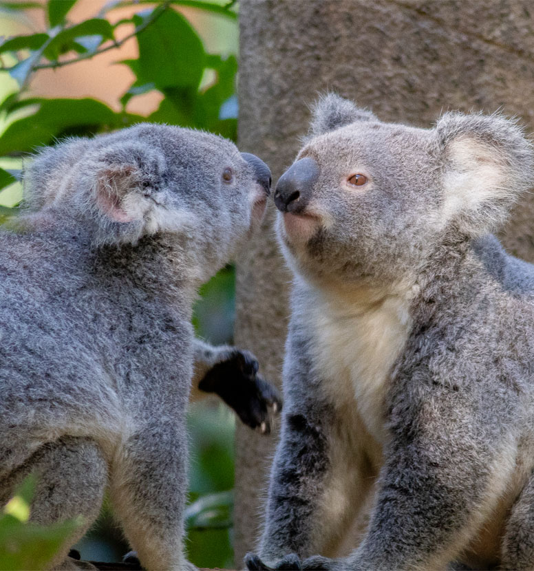 2 koalas touching noses
