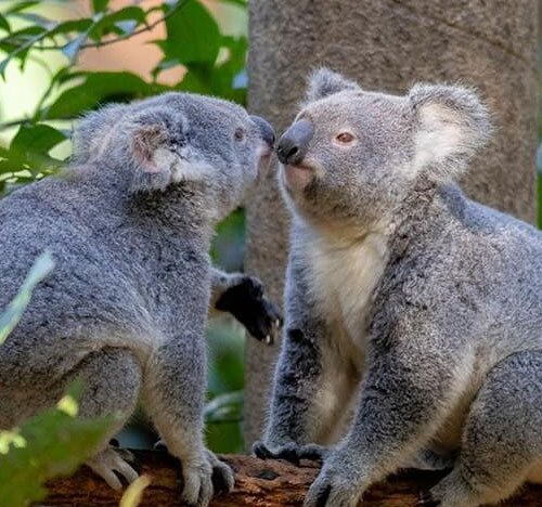 Two koalas touch noses in a tree