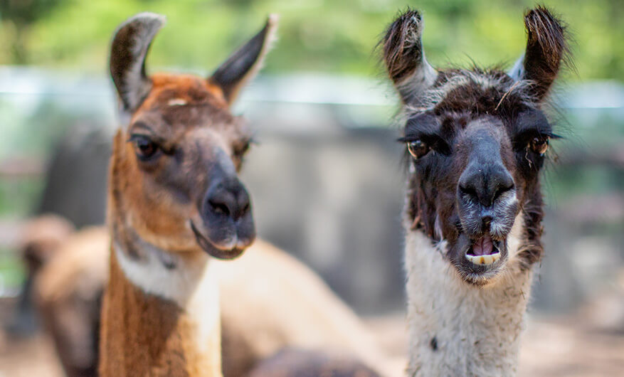 Two llamas are standing close together outdoors, with one looking directly at the camera and the other gazing slightly to the side.