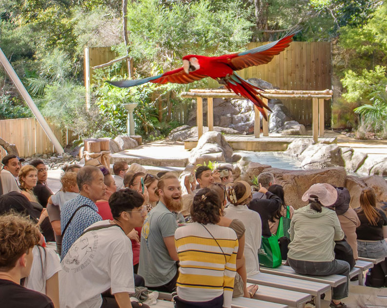 macaw flies over the head of spectators