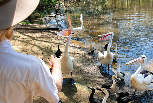 A person stands near the waters edge feeding a group of pelicans and smaller birds, with some pelicans opening their beaks wide.