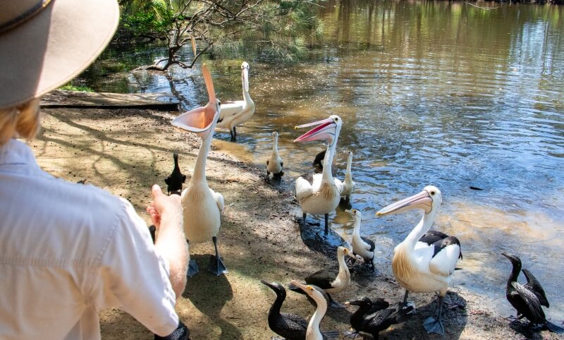 A person stands near the edge of a pond, feeding a group of pelicans and cormorants gathered on the shore.