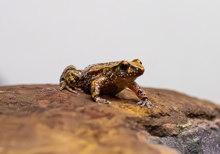 Golden brown Kroombit Tinkerfrog sitting on a brown rock