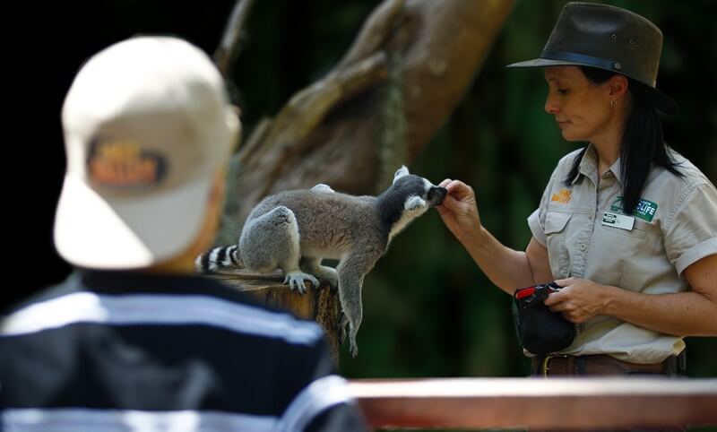A zoo staff member feeds a ring-tailed lemur on a wooden perch while a visitor in a striped shirt and cap watches.