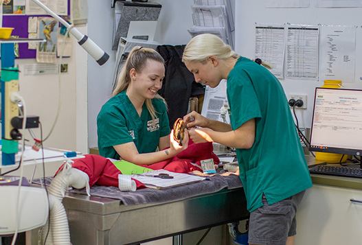 Two veterinary professionals in green scrubs examine an animal patient on a table in a clinical setting with medical equipment and paperwork nearby.