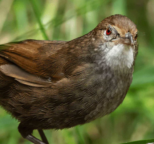 Eastern Bristlebird stands in greenary