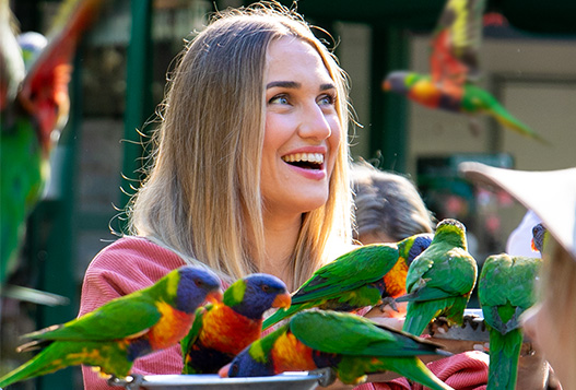 A woman smiles while surrounded by several colorful parrots perched on her arms and nearby structures in an outdoor setting.