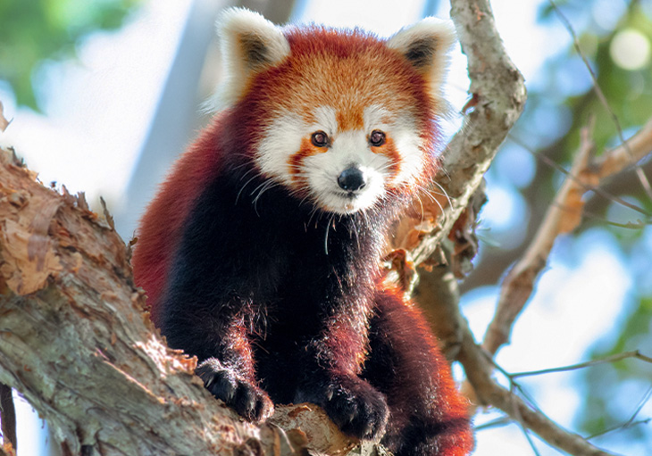 A red panda stands on a tree branch high up looking down curiously