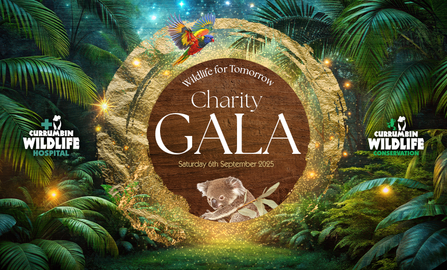 Graphic with green fern and wildlife illustrations overlaid with text