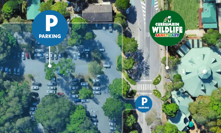 Aerial view of parking at Currumbin Wildlife Sanctuary, overlaid with parking and logo icons