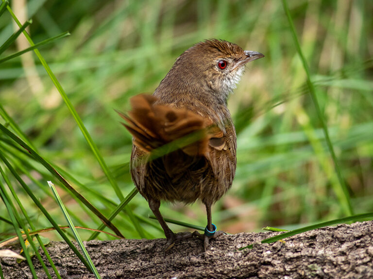 Brown bird red eyes from the back, sitting on tree branch in front of green grass