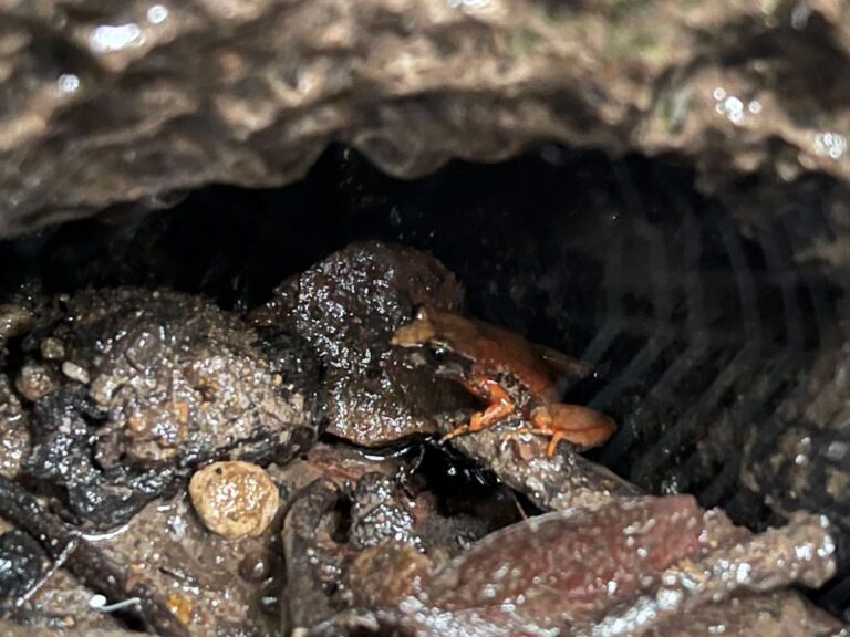 Brown frog perched in wet rocky cave