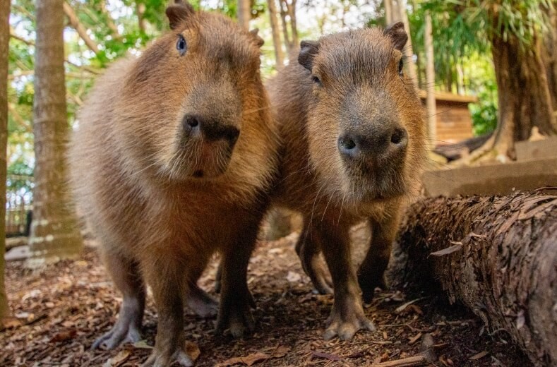 Two capybaras in a wooded area, standing calmly among the trees and underbrush