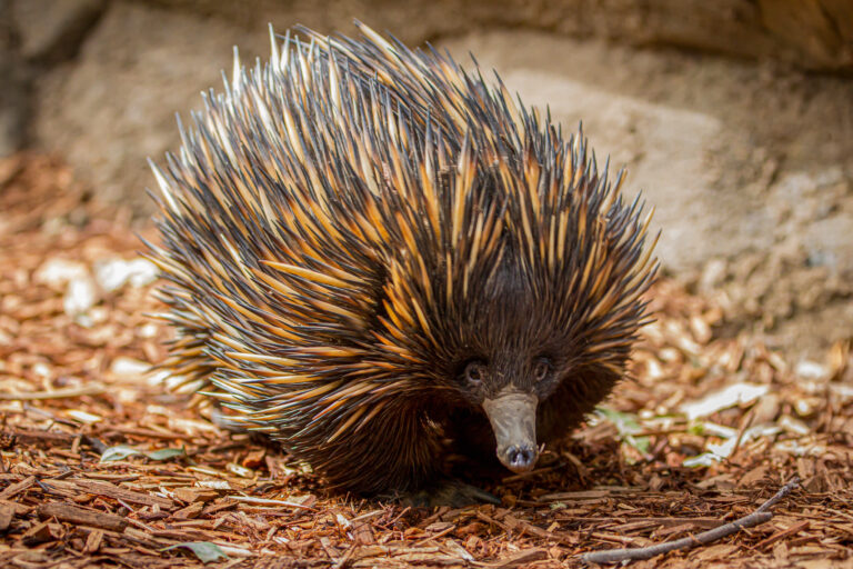 Echidna dark and light with brown spikes, walking across brown mulch