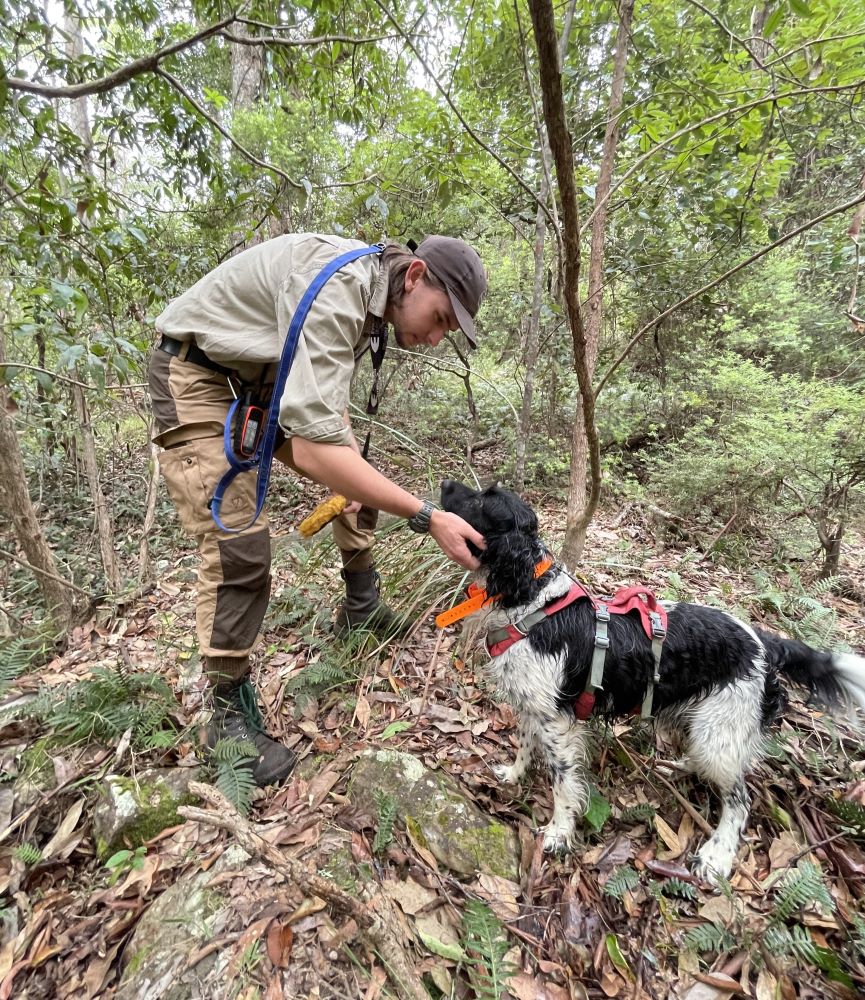 Man in natural coloured outdoor clothing with a black and white training dog in a forest