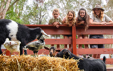 Kids and wildlife keeper leaning on fence, watching mini goats and chickens play on a haystack