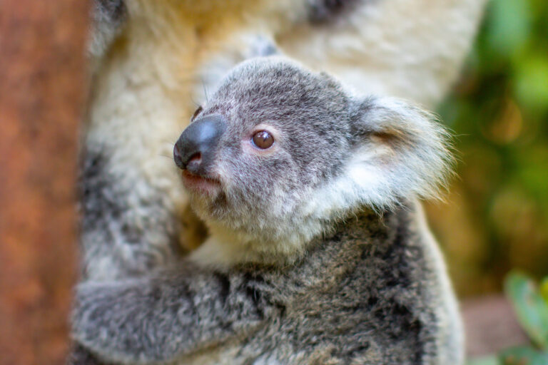 Koala joey closeup headshot, looking up from mum's belly