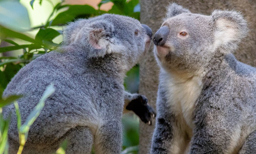 Two Koala noses touching each other
