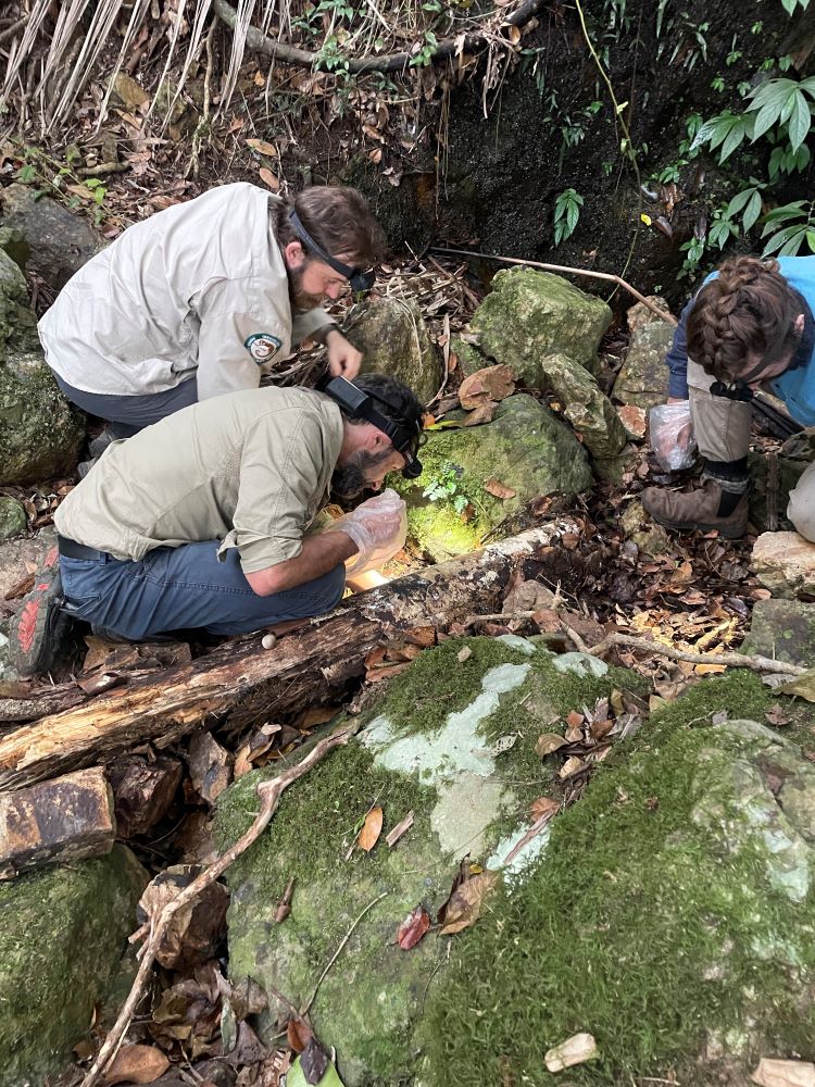 Three men wearing headlamps crouched on natural ground in forest looking for frogs